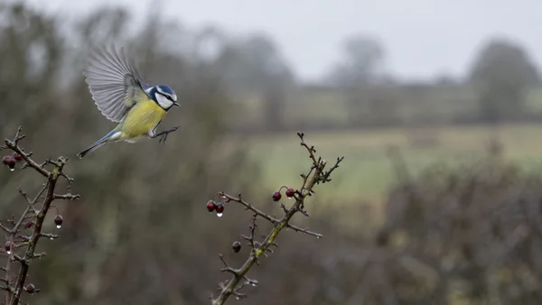 A blue tit with partly spread wings hovers between rain-darkened, berry-bearing twigs against a softly blurred winter hedgerow.