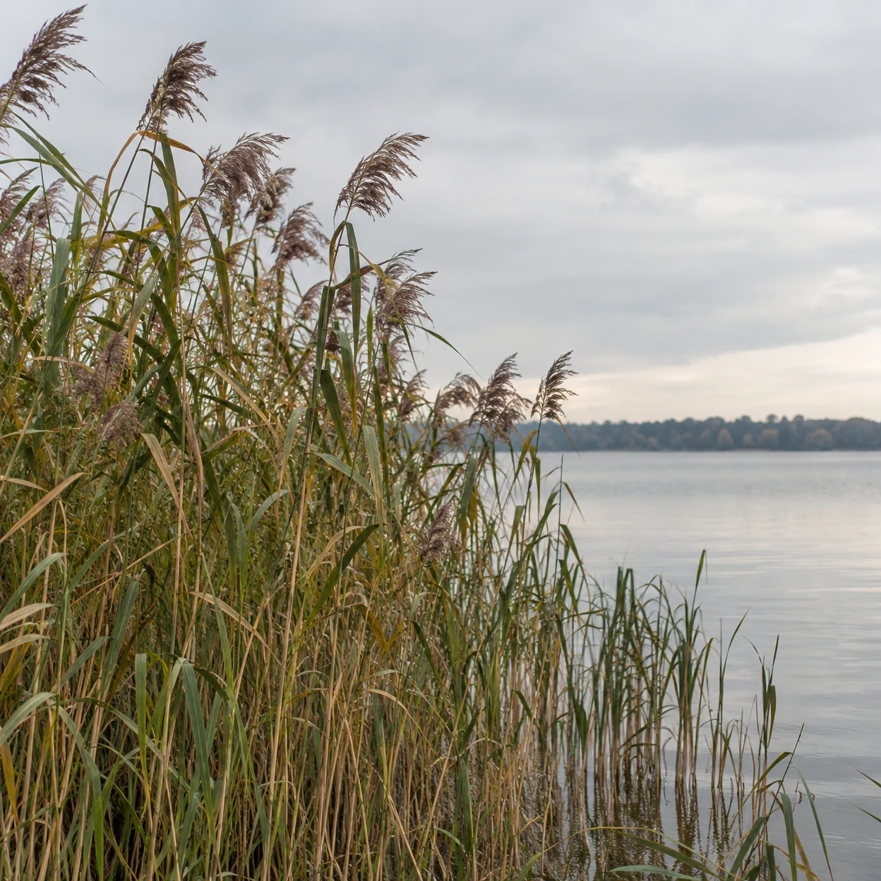 A dense stand of green and straw-gold reeds with russet-purple plumes rises beside a calm grey lake, with a softly blurred wooded shore beneath a pale cloudy…