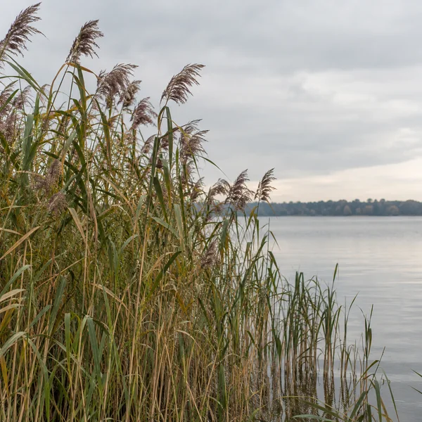 A dense stand of green and straw-gold reeds with russet-purple plumes rises beside a calm grey lake, with a softly blurred wooded shore beneath a pale cloudy…