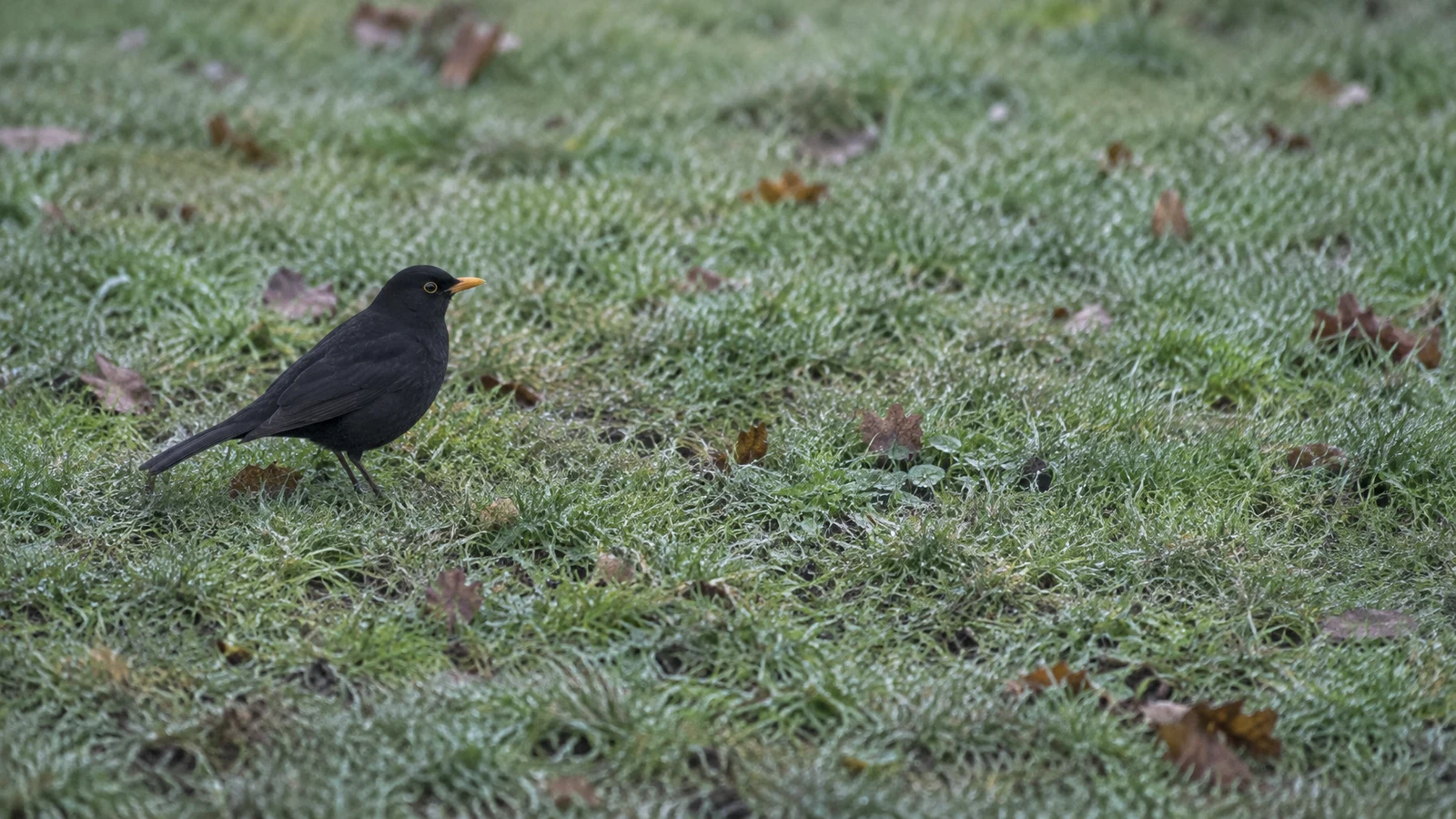 A blackbird with glossy dark plumage and a yellow bill stands in profile on damp, leaf-scattered grass, positioned on the left with open lawn to the right.