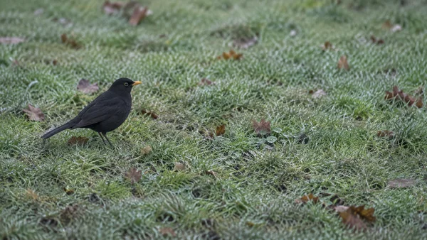 A blackbird with glossy dark plumage and a yellow bill stands in profile on damp, leaf-scattered grass, positioned on the left with open lawn to the right.
