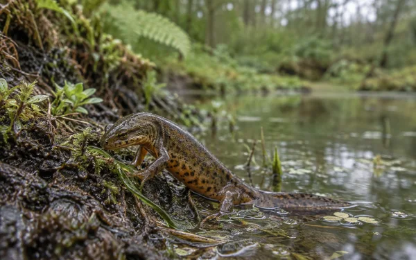A spotted olive-brown newt with a pale orange belly rests on a wet, mossy woodland pond bank, its tail extending into the water and a forelimb touching a…