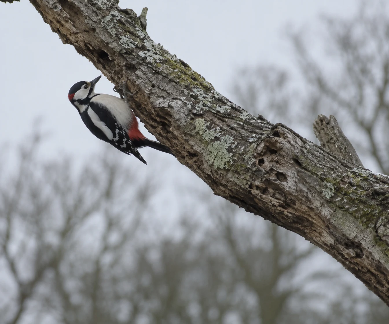 A black-and-white great spotted woodpecker with a red undertail clings beneath a lichen-covered dead branch against a pale, blurred background of bare trees.
