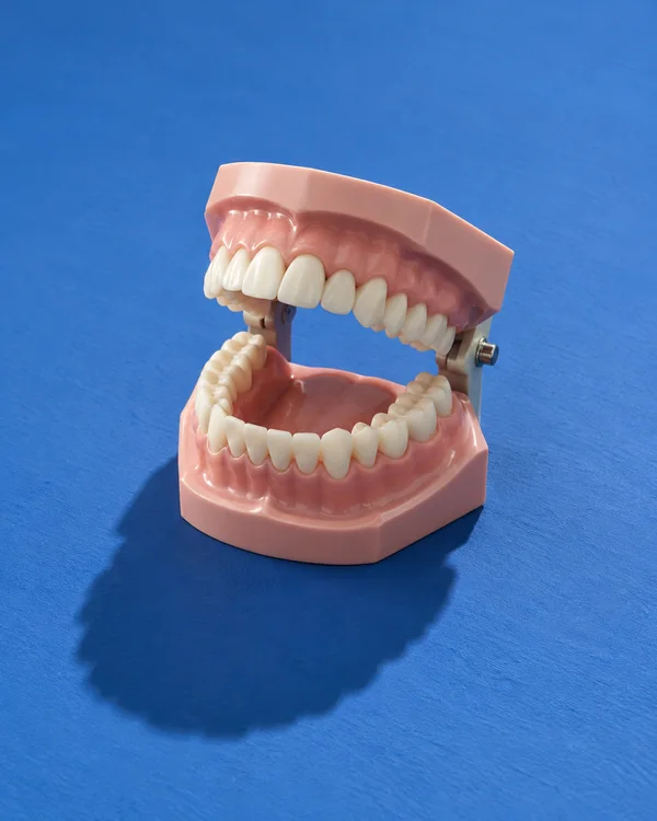 An open pink-and-ivory dental teaching model with visible metal hinges sits on a textured cobalt-blue tabletop, casting a large shadow toward the foreground.
