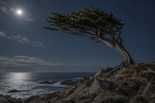 A mature, wind-shaped cypress leans left from a rocky coastal bluff beneath a cloudy moonlit sky, with ocean and a low horizon behind it.
