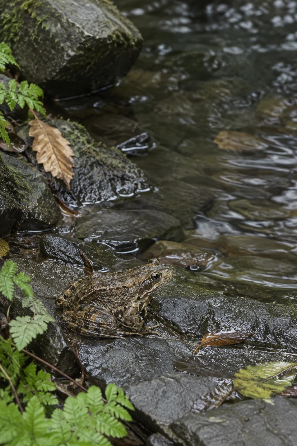 An olive-brown mottled frog crouches on wet dark stones beside rippling woodland water, with fallen leaves and green ferns along the edge.