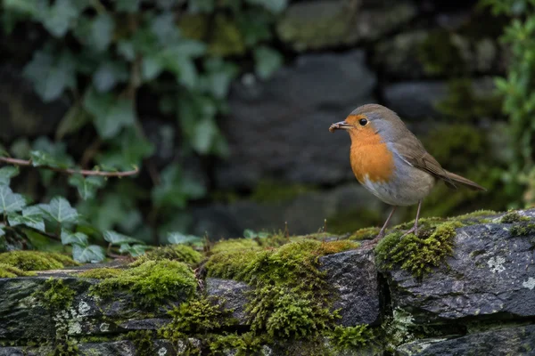 A European robin stands on a moss-covered stone wall with a small insect in its beak, against a softly blurred background of dark stone and ivy.
