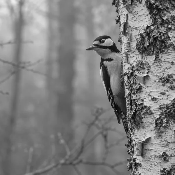Black-and-white woodpecker clinging to the edge of a peeling birch trunk, looking left against a softly blurred woodland background.