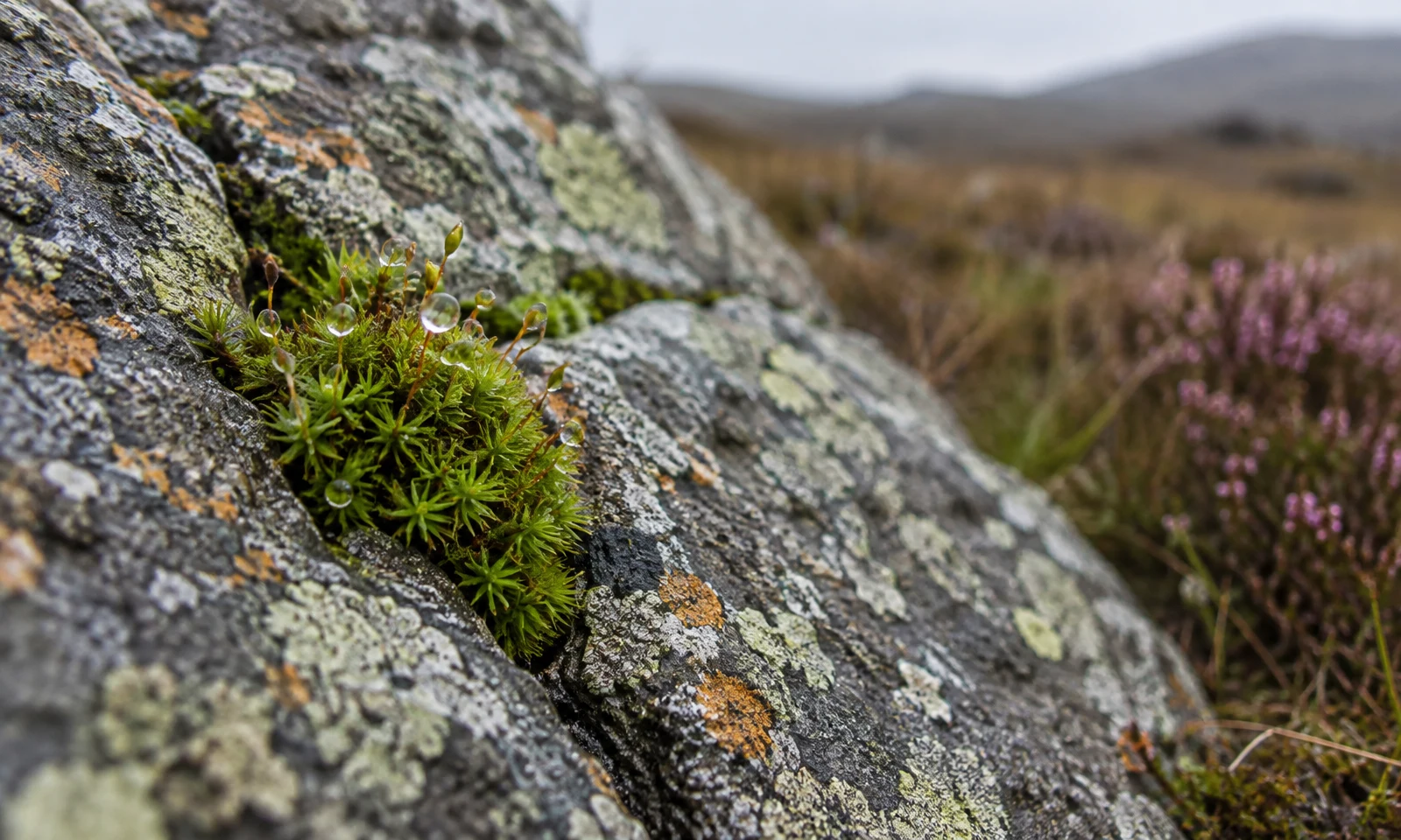A small cushion of bright green moss with water droplets grows from a diagonal crack in a weathered, lichen-covered grey stone; blurred heather and moorland…