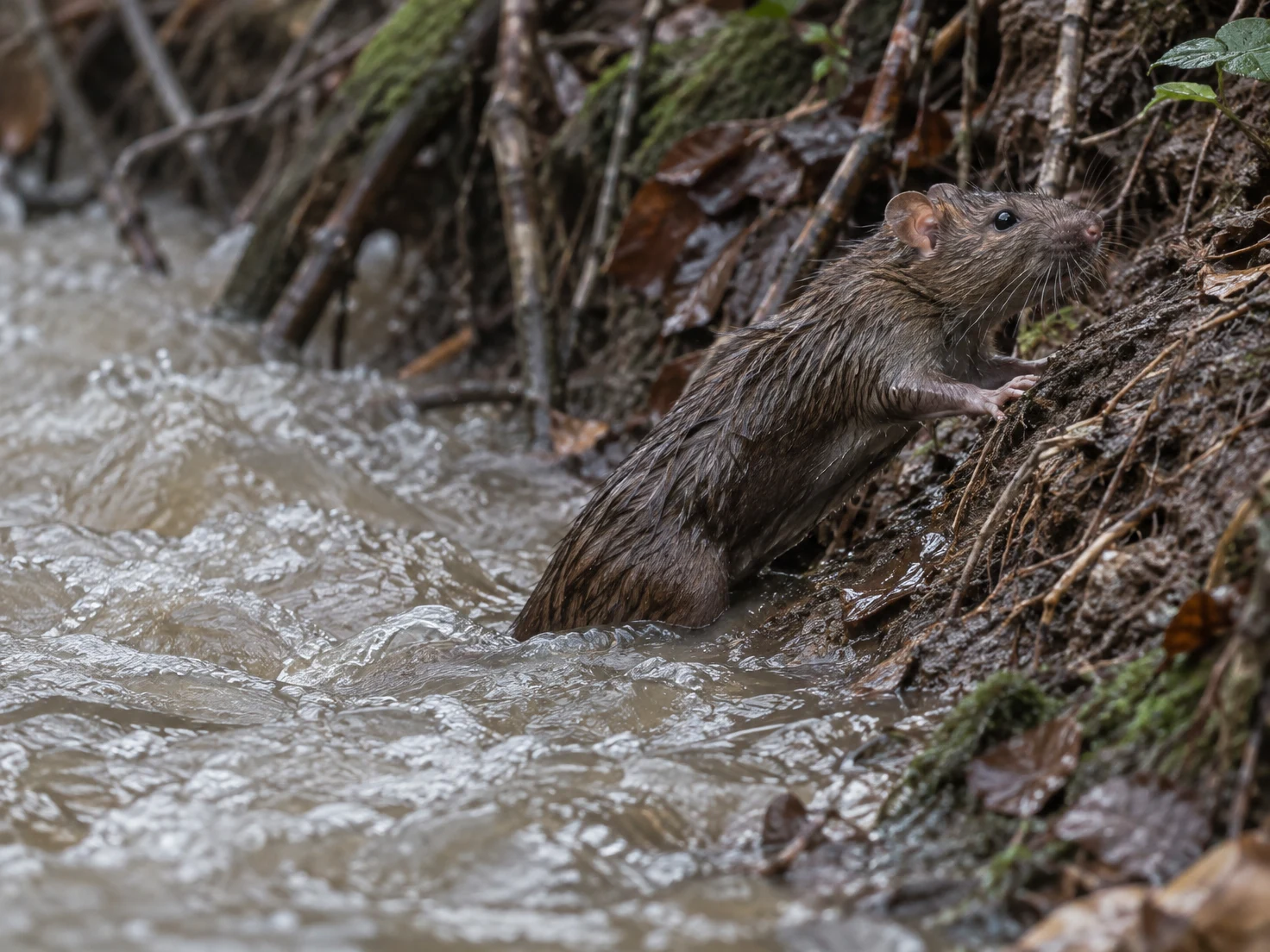 A wet brown rat climbs a muddy, root-lined bank from a fast-running woodland stream, with its hindquarters still in the water.