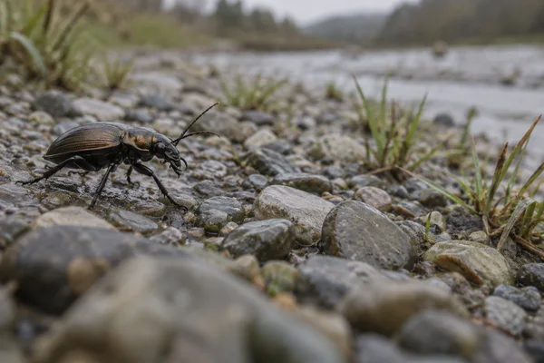 A dark beetle with a subtle bronze sheen crosses wet-looking grey shingle, with raised antennae and sparse grass tufts against a softly blurred background.