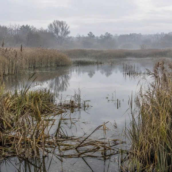A still pool in a lowland marsh reflects a pale overcast sky and distant bare trees, with muted reeds along the water’s edge and mist softening the background.