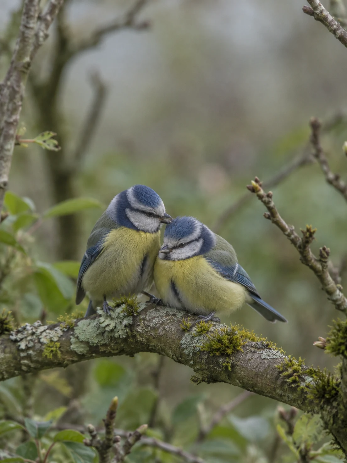 Two blue tits perch close together on a lichen- and moss-covered branch, with one touching its beak to the crown of the other against a softly blurred…
