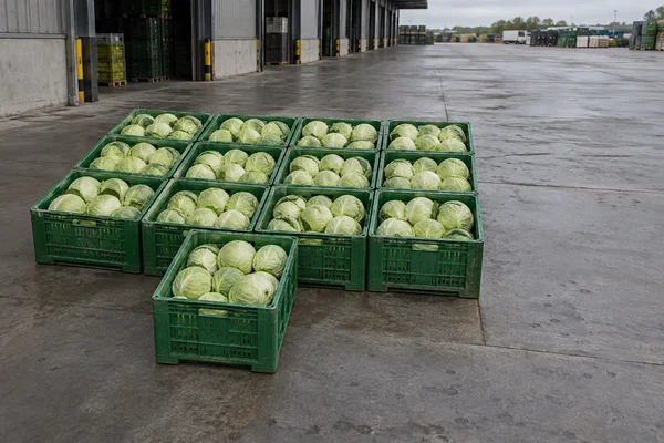Twelve green produce crates filled with pale cabbages sit in a rectangular grid on a concrete loading apron; one crate projects toward the foreground, with an…