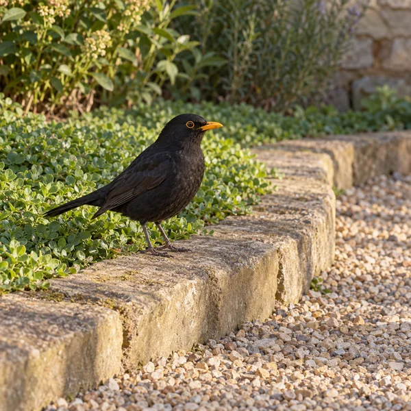 A male Eurasian blackbird with a yellow-orange bill stands on a weathered sandstone garden edge between green groundcover and pale gravel in warm afternoon…