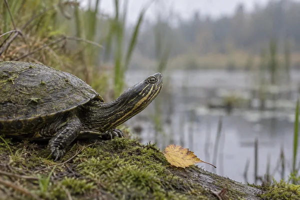 A striped-neck turtle stretches its head upward from a moss-covered bank beside a yellow fallen leaf, with blurred pond water and reeds behind it.
