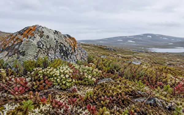 A large grey boulder mottled with pale green and orange lichen sits among low flowering plants, moss and reddish leaves on a tundra slope.