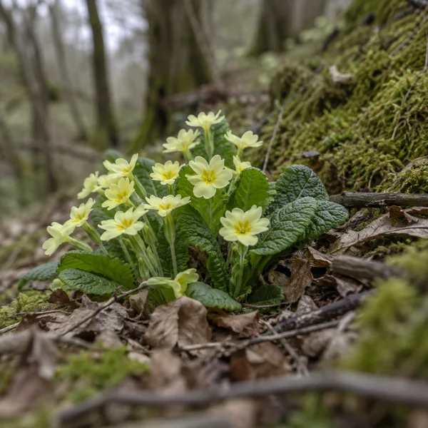 A clump of pale yellow primroses with crinkled green leaves grows among moss, dry leaf litter, and fallen twigs on a woodland bank.