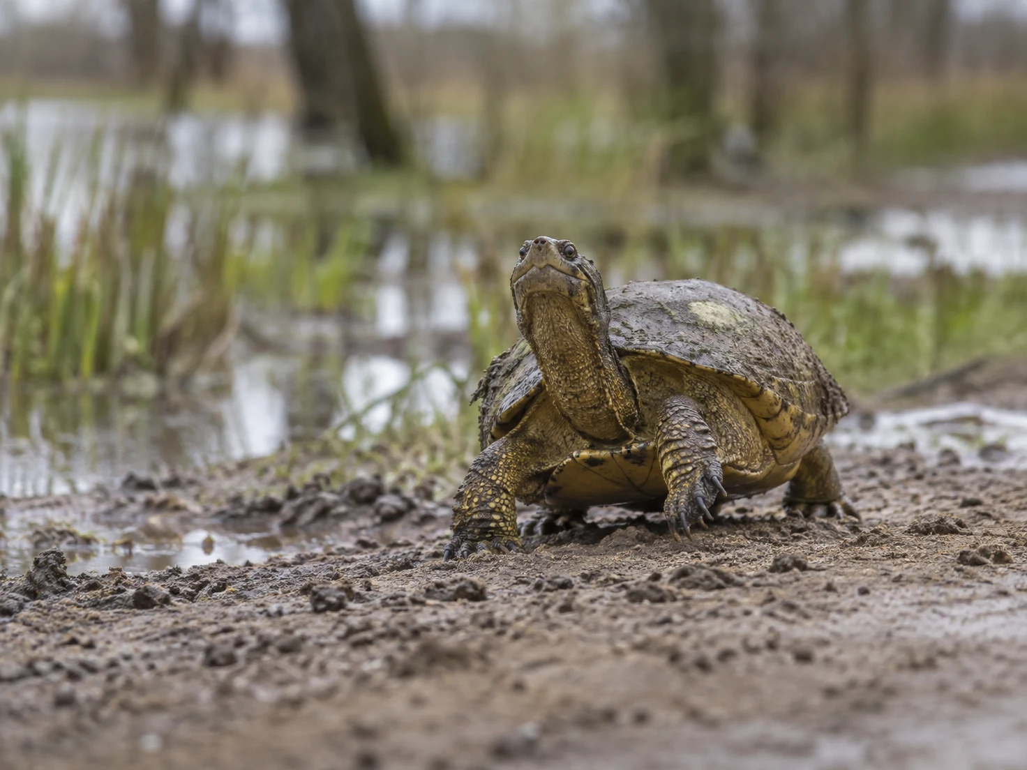 A wild-looking olive-brown turtle with a long extended neck and raised head walks toward the camera across wet, rutted mud.