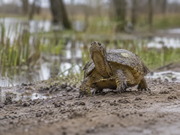 A wild-looking olive-brown turtle with a long extended neck and raised head walks toward the camera across wet, rutted mud.