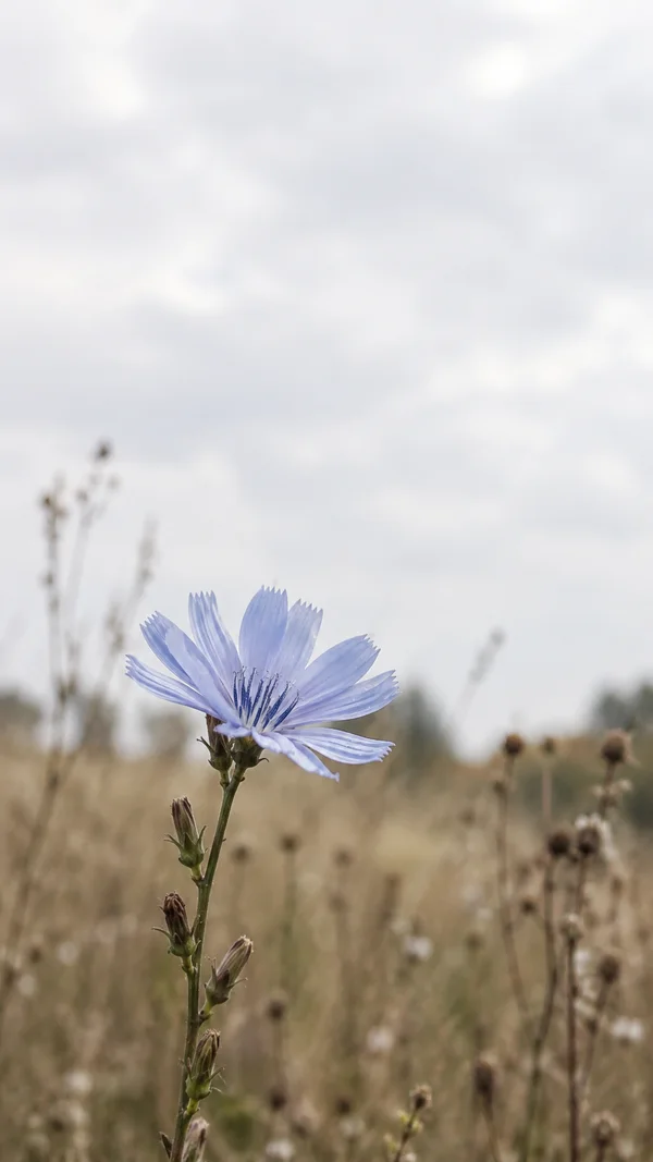 A pale blue chicory flower with narrow fringed petals rises on a slender green stem above softly blurred tan meadow grasses, against a broad pale overcast sky.