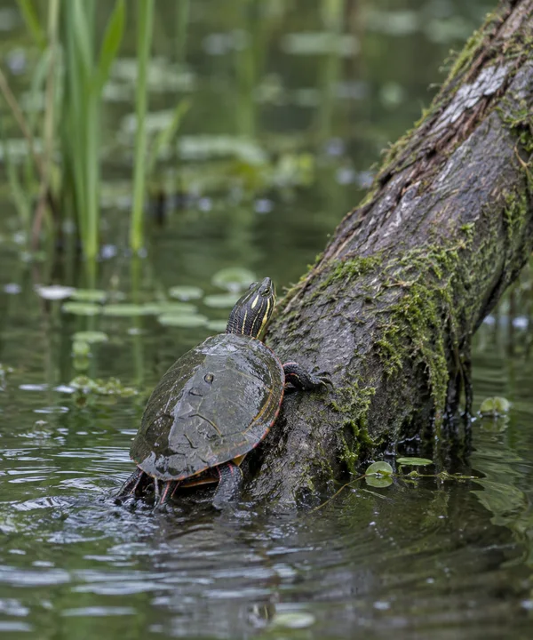 A striped turtle climbs a wet, moss-covered log rising diagonally from a still woodland pond, with reeds and scattered ripples around it.