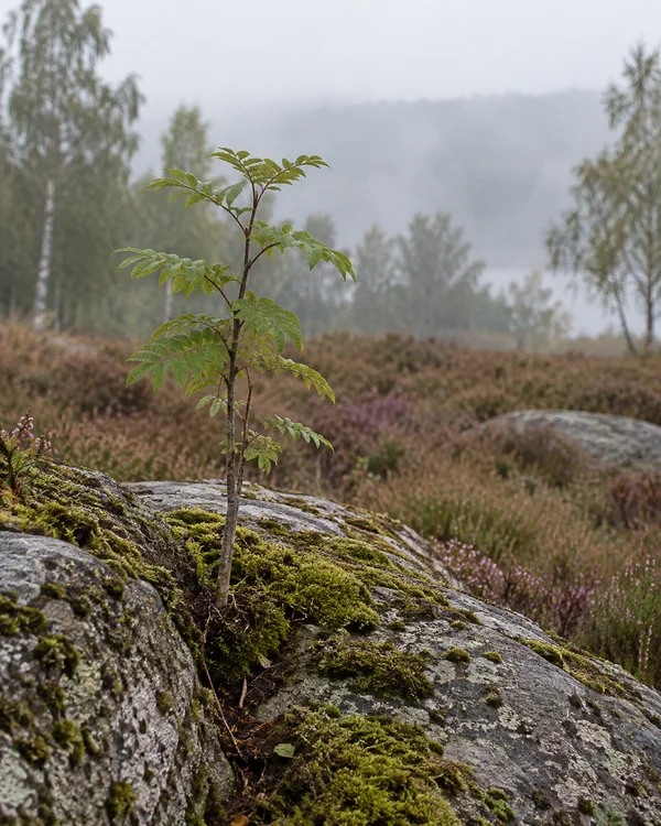 A leafy sapling grows from a mossy crack in a broad grey rock outcrop, with muted heather and soft-focus birch trees in the misty background.