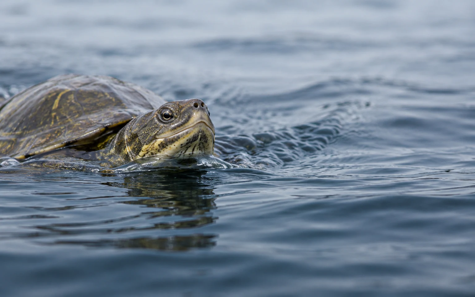 A freshwater turtle swims at the surface, its head and olive-brown shell emerging from blue-grey water as ripples spread around it; open water fills the right…