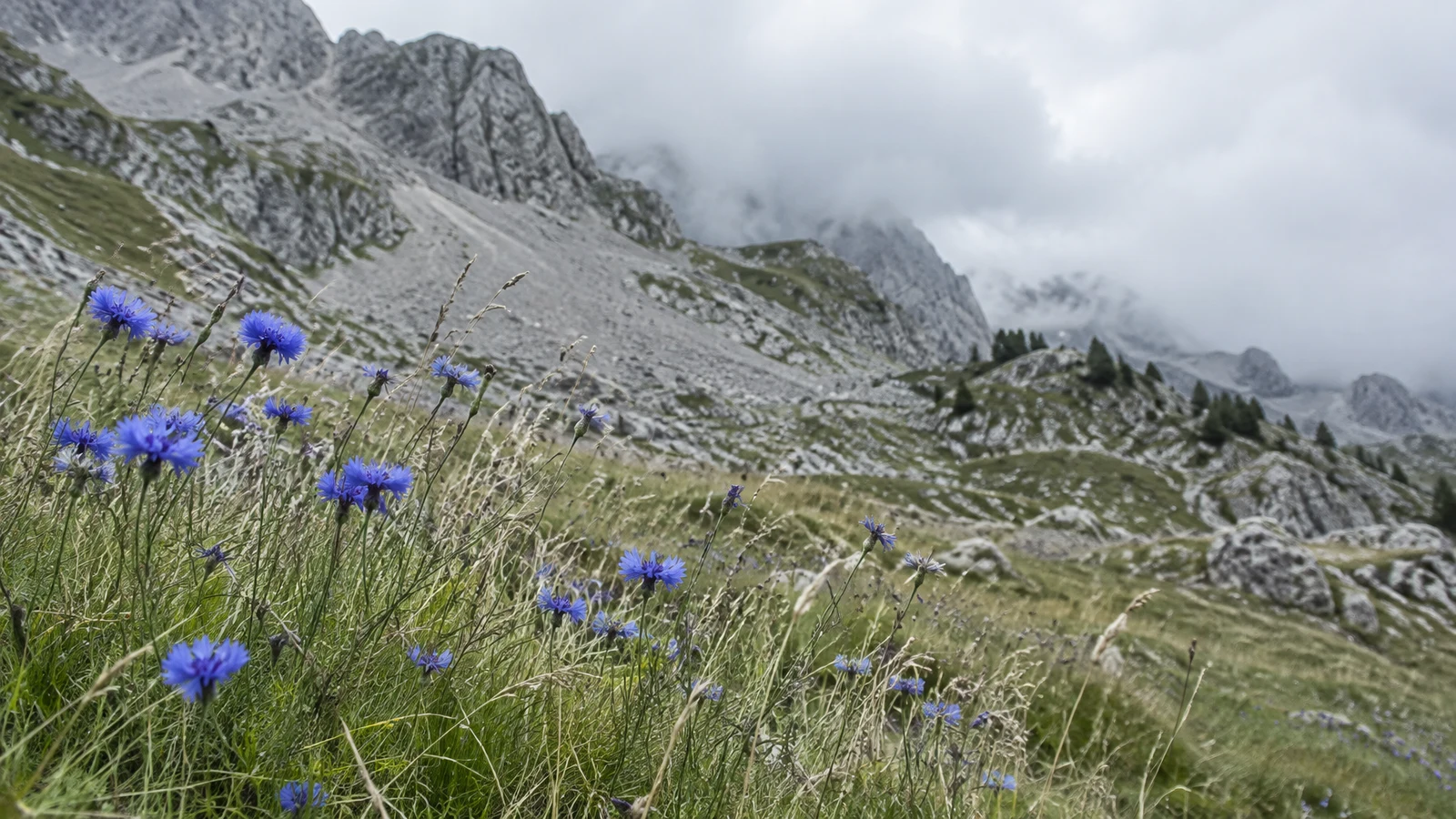 A drift of violet-blue wildflowers rises through pale grasses along an alpine meadow, with a grey scree slope and broken rocky peaks fading into low cloud…
