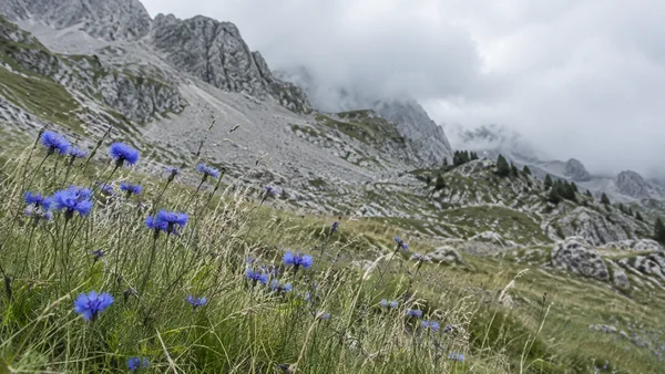 A drift of violet-blue wildflowers rises through pale grasses along an alpine meadow, with a grey scree slope and broken rocky peaks fading into low cloud…