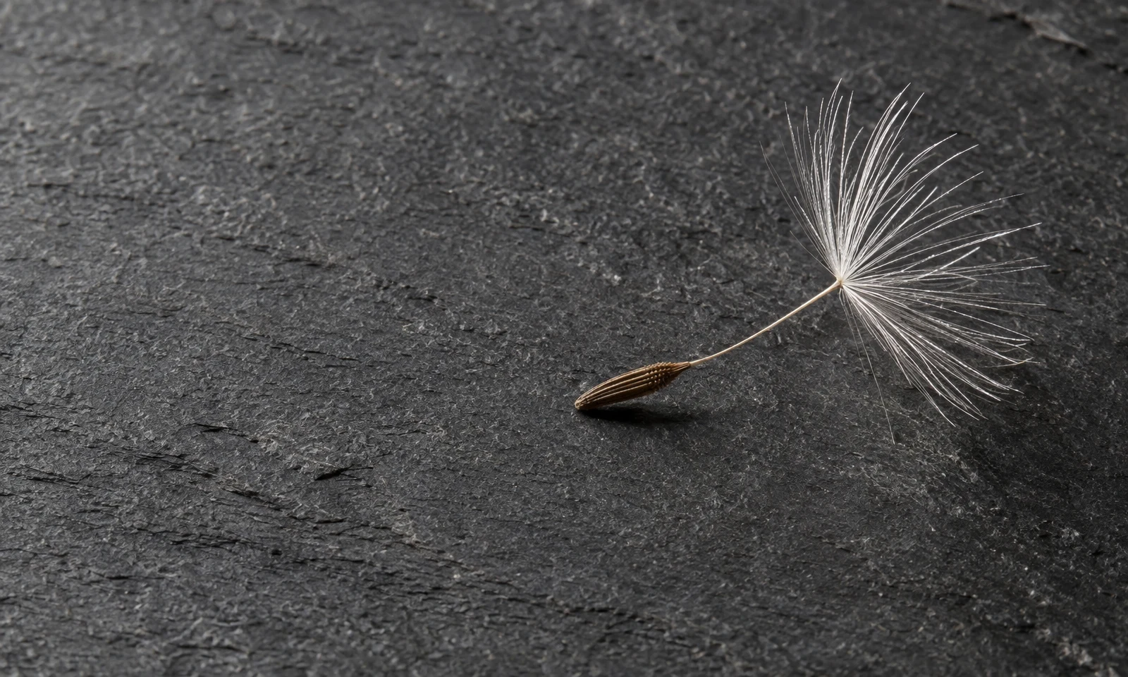 A detached dandelion seed lies diagonally on dark charcoal slate, with its brown ridged achene, slender beak and white radial hairs extending across the right…