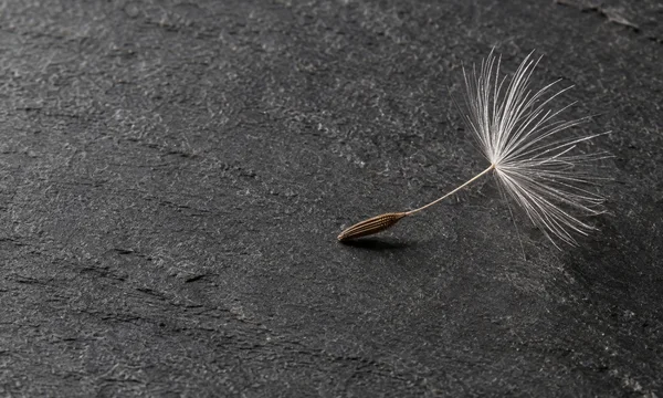 A detached dandelion seed lies diagonally on dark charcoal slate, with its brown ridged achene, slender beak and white radial hairs extending across the right…