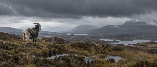 A shaggy dark-grey and cream goat stands on a wet, tussocky moor beneath heavy clouds, with misty hills and pools of water in the distance.