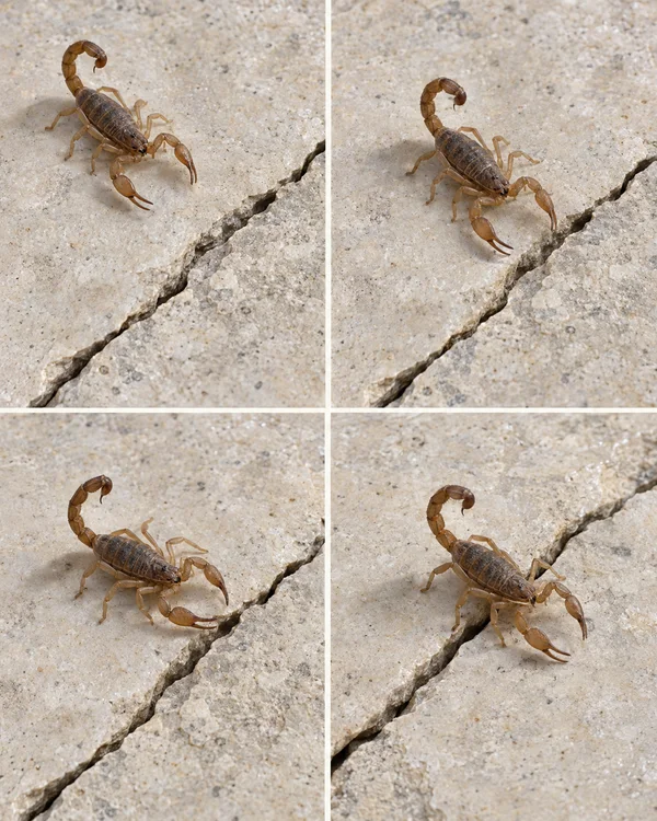 A small brown scorpion appears in four overhead views on pale cracked limestone, shifting position toward and across the diagonal crack.