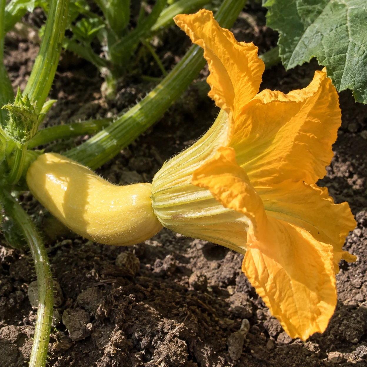 A pale-yellow summer squash remains attached to a green vine, with a large ruffled orange-yellow blossom opening from its tip above brown soil in strong…