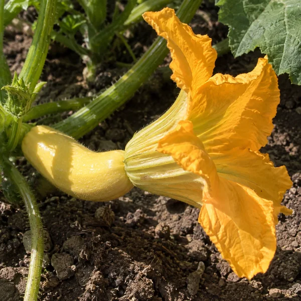 A pale-yellow summer squash remains attached to a green vine, with a large ruffled orange-yellow blossom opening from its tip above brown soil in strong…