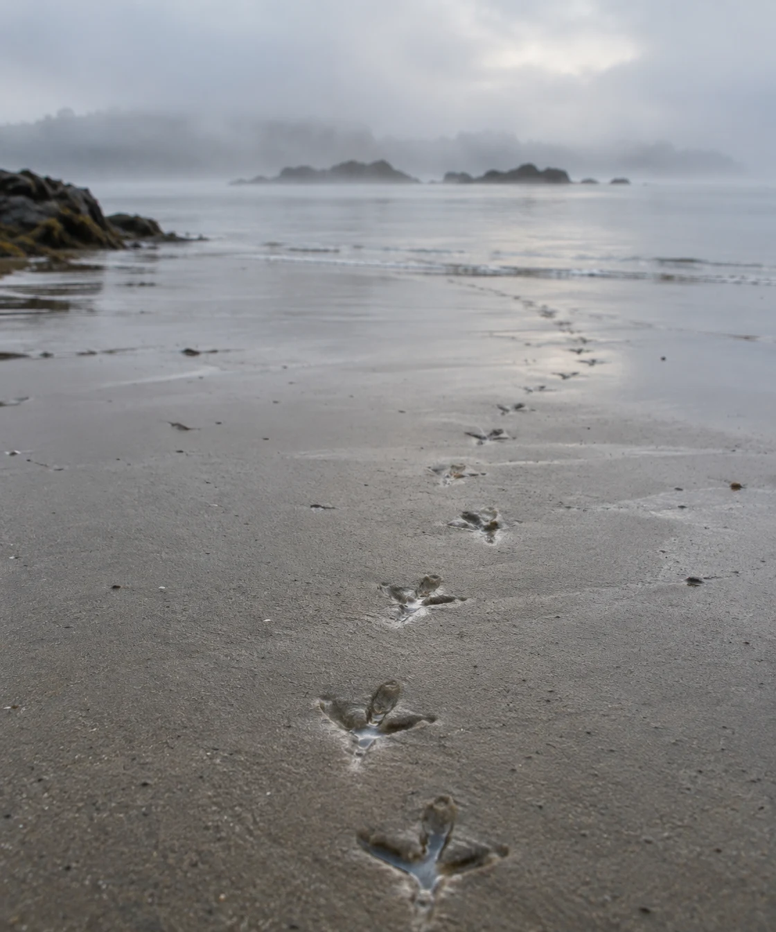 A curving line of water-filled bird footprints crosses damp grey sand toward a calm, misty sea, with dark rocks along the left shore and low islands on the…