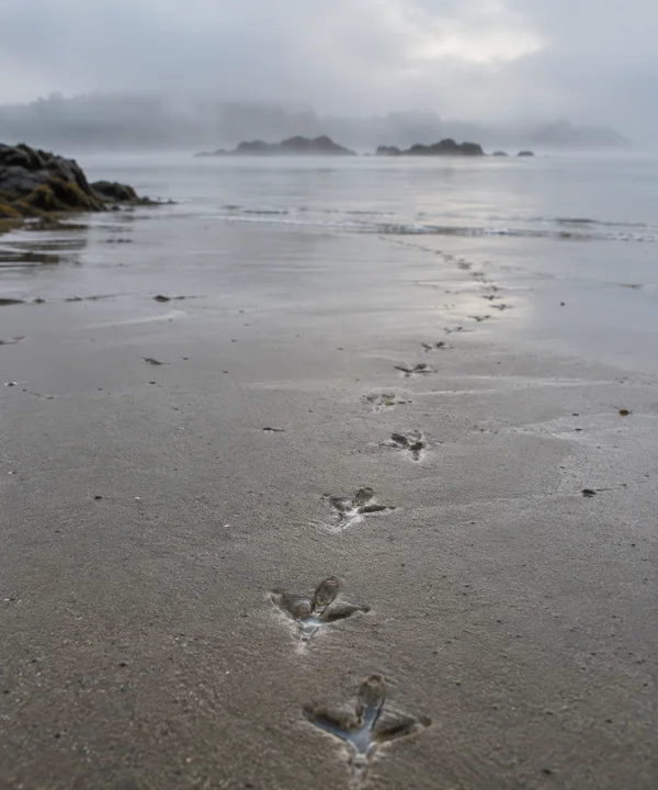 A curving line of water-filled bird footprints crosses damp grey sand toward a calm, misty sea, with dark rocks along the left shore and low islands on the…