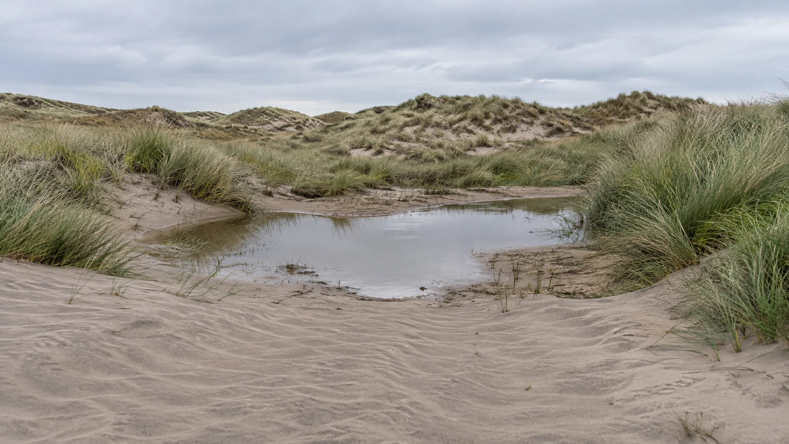 A shallow rainwater pool sits in a sandy dune hollow, ringed by grass tussocks, with rippled sand in the foreground and low dune ridges beneath an overcast sky.