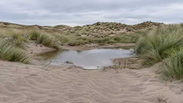 A shallow rainwater pool sits in a sandy dune hollow, ringed by grass tussocks, with rippled sand in the foreground and low dune ridges beneath an overcast sky.