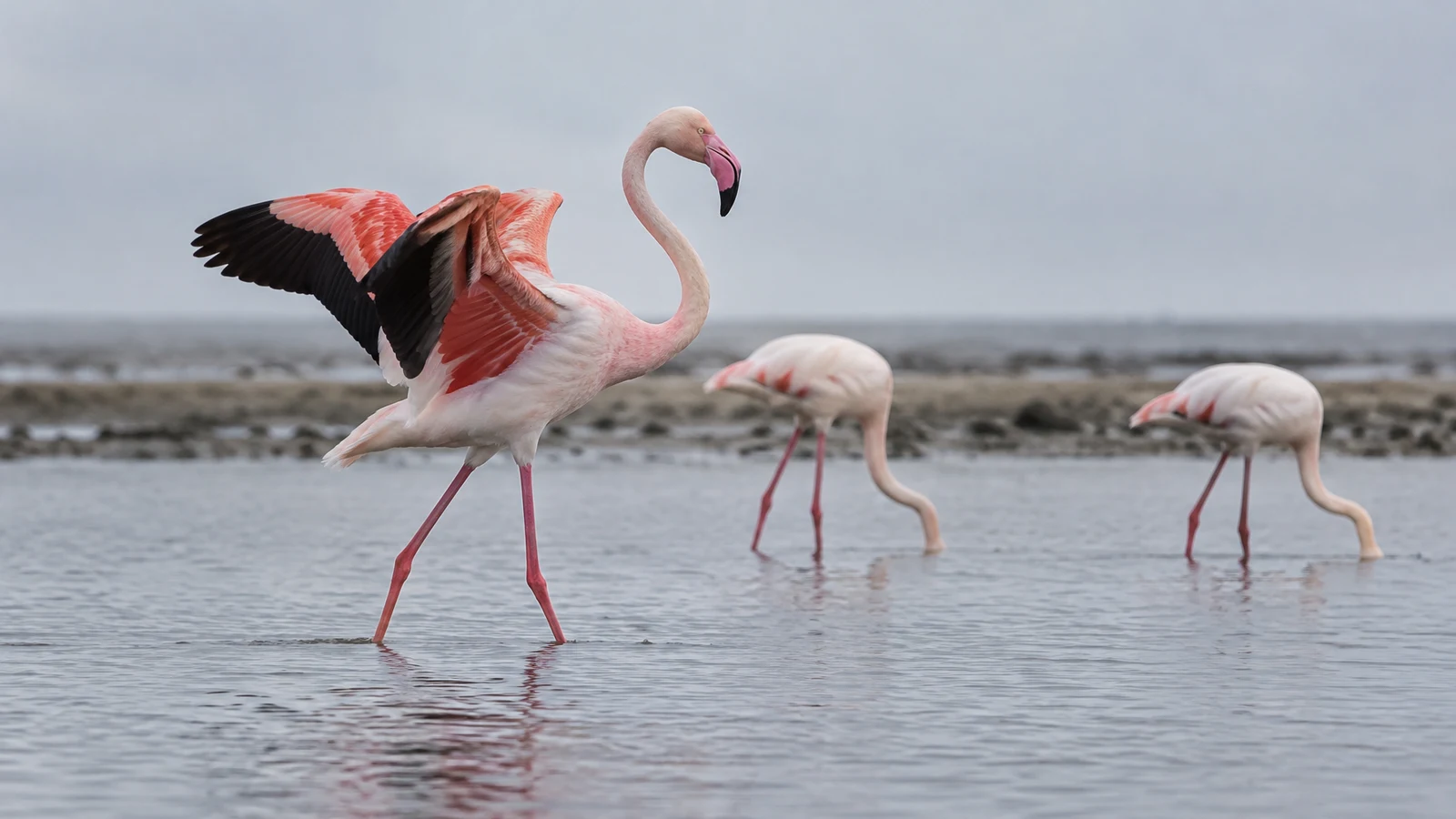 A sharply focused flamingo wades through rippled grey water with both wings partly open; two softer flamingos feed behind it near a distant mudflat.