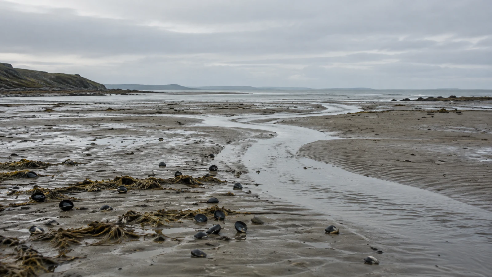 A winding shallow channel crosses a broad low-tide flat toward the distant sea, among rippled wet sand, dark shells and olive-brown seaweed beneath a wide grey…