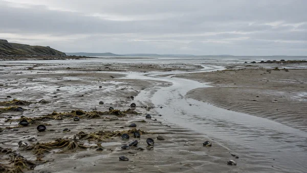 A winding shallow channel crosses a broad low-tide flat toward the distant sea, among rippled wet sand, dark shells and olive-brown seaweed beneath a wide grey…