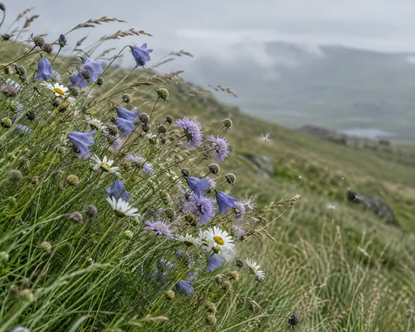 A cluster of blue bell-shaped flowers, pale lilac blooms and white daisies bends across a grassy upland slope, with seed fluff drifting into open space before…