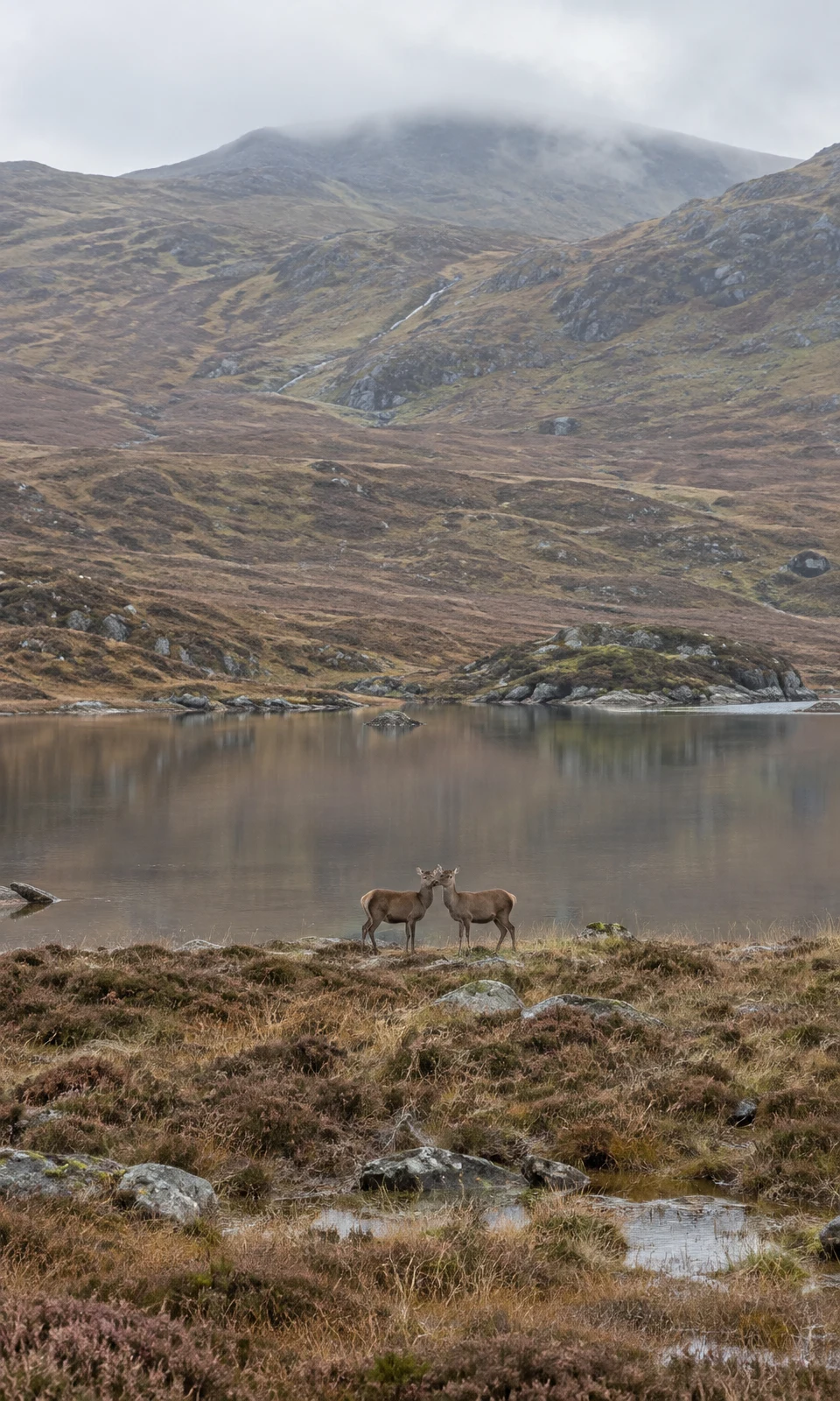 Two red deer stand close together with their heads touching on a heather-covered shore beside a still tarn, with rolling moorland slopes and a misty ridge…