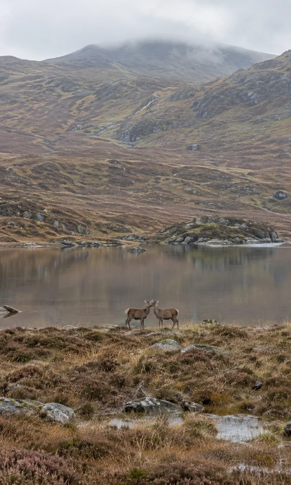 Two red deer stand close together with their heads touching on a heather-covered shore beside a still tarn, with rolling moorland slopes and a misty ridge…
