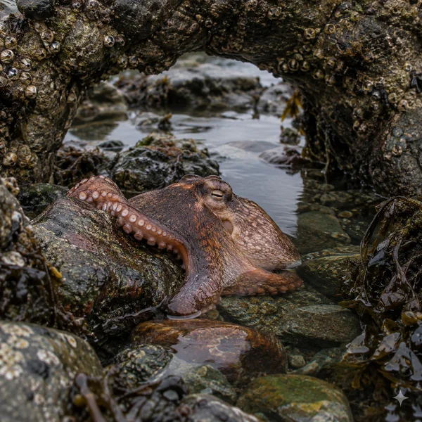 A mottled brown octopus rests among wet rocks in a clear tide pool beneath a barnacle-covered rock arch, with one eye visible and a sucker-lined arm curled…