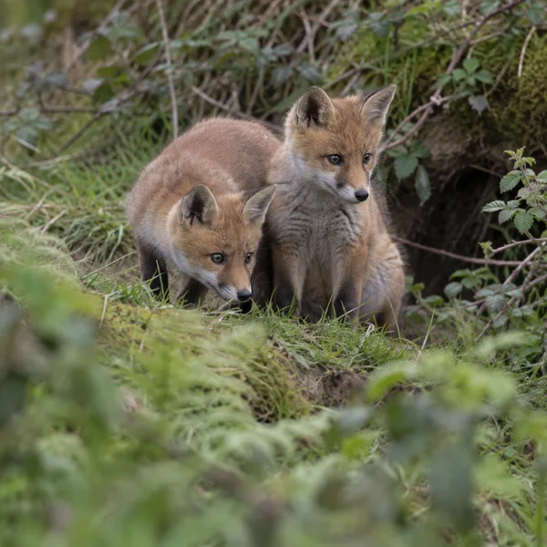 Two young red fox kits crouch together on a mossy, grassy bank at a woodland edge; one lowers its nose toward the grass while the other sits upright beside it…