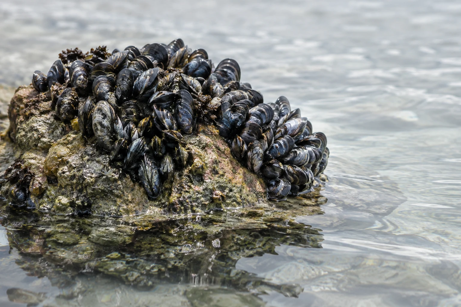 A rough tidal rock partly submerged in rippling pale water, with a dense colony of dark, wet mussels covering its upper surface.