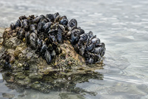 A rough tidal rock partly submerged in rippling pale water, with a dense colony of dark, wet mussels covering its upper surface.